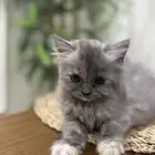 كيتين هملايا بعمر الشهرين