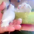 فروخ روز البينو