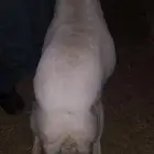 شاه حايل فل