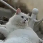 قط معقم جميل