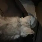 قطه شرازيه انثى