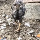 ديك بلدي اذان شرط تلقيح يلقح الون فاخر جدا من الانتاج