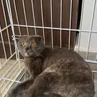 جوز سكوتش منتج