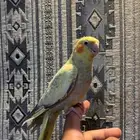 للبيع كروان