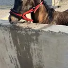 مهر عربي للبيع المسعجل