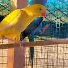 زوج دره هولندي للبيع