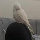 الطير مفقود حي العزيزيه ب