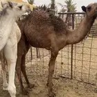 حشوا فوق التربيه فيهن واحد صغير والباقي كبار