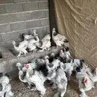 دجاج براهما كولمبي كونك