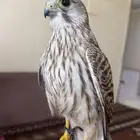 شرياص او باشق