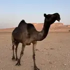 للبيع ضروبه ميت حوارها في رمضان