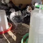صيصان فيومي