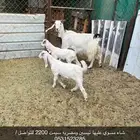 غنم