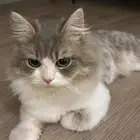 قط لتبني