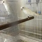 روز البينو