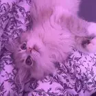 قطه هملايا للبيع