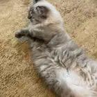قطه همالايا للتبني