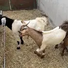 تيسين كفو مغلقه شحم طيبه جدا  مشروطه صحة