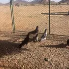 حمام سلفر للبيع