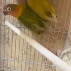 جوز فيشار منتج العمر لا اعلم معه بيض