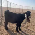 تيس عارضي صنف