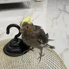 كروان الايف