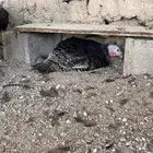تم البيع