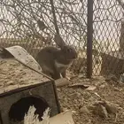 ثلاث ارانب للبيع