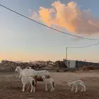 معزا وضأن للبيع متاببع ودفع