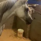 فرس البيع شعبيه