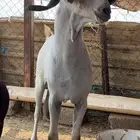 عرض فحل بيشي اكحل