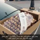 تمر صقعي ومفتل القصيم