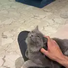قط امريكي مهجن مع سكوتش