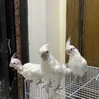 كروان البينو