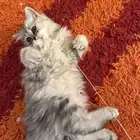 قطط شيرازي أمريكي ذكر وأنثى للبيع ب 200 ريال