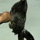 ديك بلدي اسود