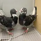 حمام جوز سوري