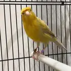 كناري مغرد نار