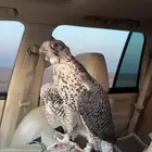 جير بيور