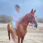 حصان للبيع