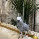 كاسكو للبيع