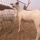 مشروع فحل بيشي صنف