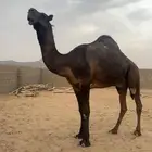 للبيع بعير فحل كفو