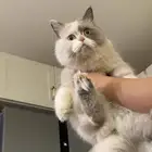 قطه