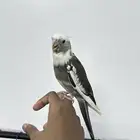 بغباء كراون للبيع