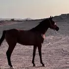 مهر للبيع العمر سنه 8شهور