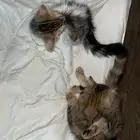 قطط