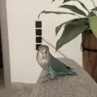 روز انثى العمر 9 شهور