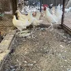 طقمين دجاج بشاير
