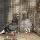 حمام قطايف